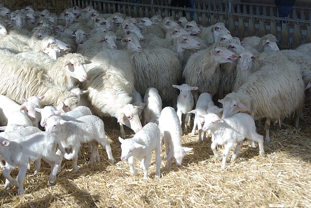 The Future of Mediterranean Wool